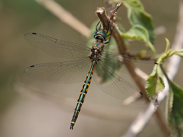 J19_2487 Hemicordulia australiae male.JPG