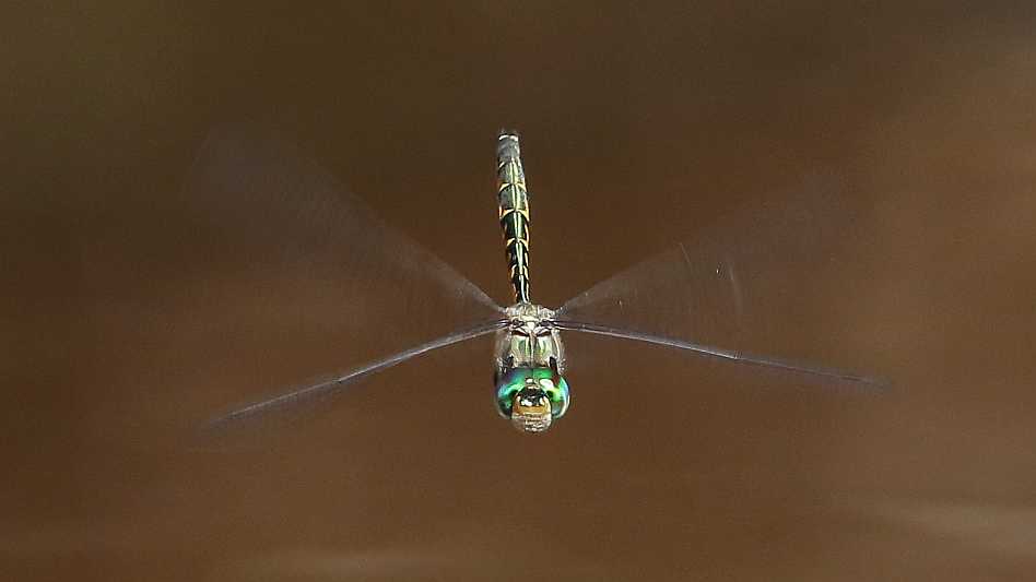 J19_3061 Hemicordulia australiae male.JPG