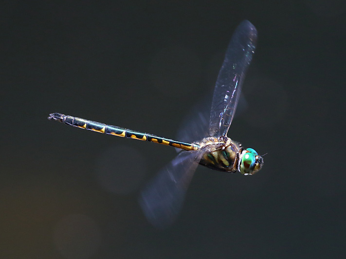 J19_3327 Hemicordulia australiae male.JPG