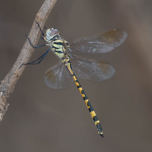 Hemicordulia intermedia female.jpg