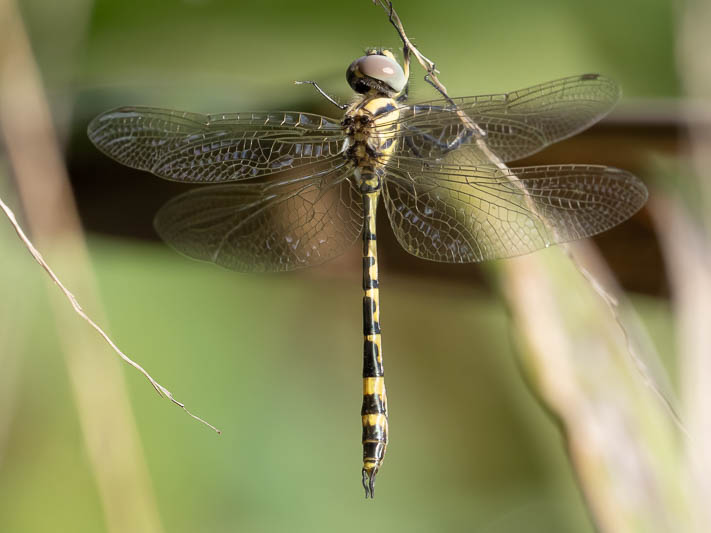 Hemicordulia intermedia male-2.jpg