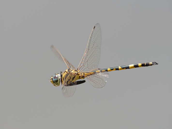 Hemicordulia intermedia male-3.jpg