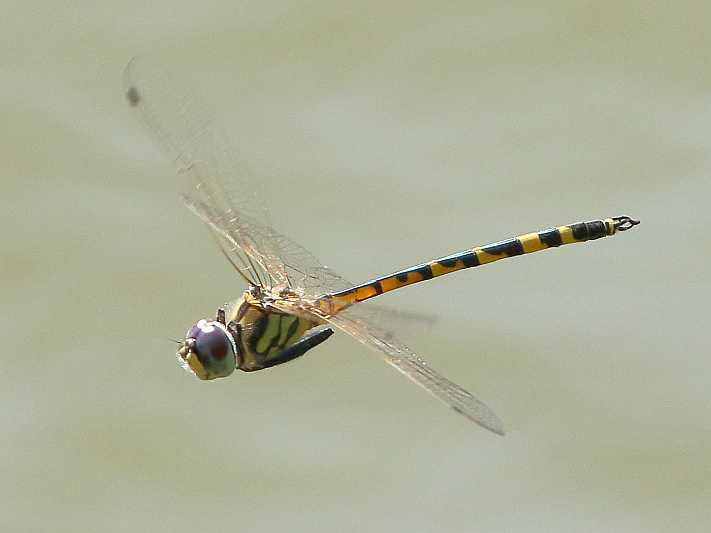 J19_2743 Hemicordulia intermedia male.JPG