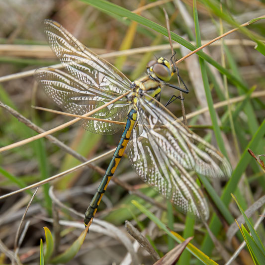 Hemicordulia tau female side.jpg