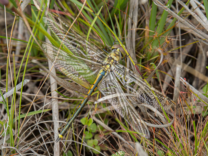 Hemicordulia tau female.jpg