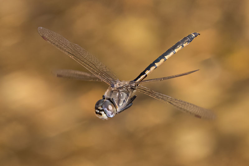 Hemicordulia tau male front.jpg