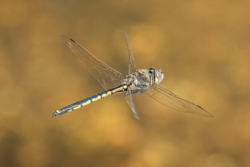 Hemicordulia tau male rear.jpg