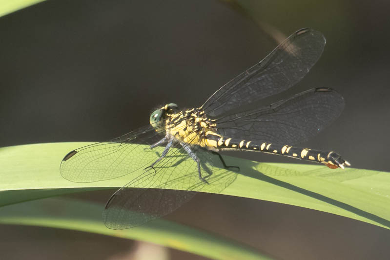 Hemigomphus comitatus female-1.jpg