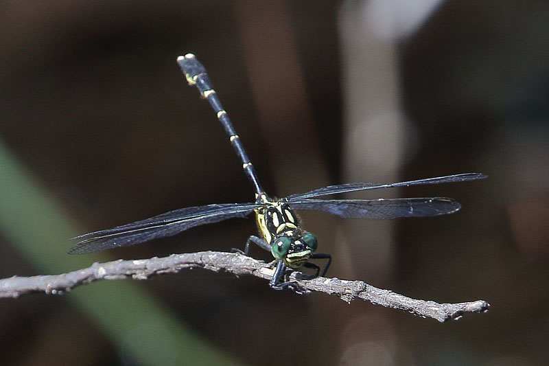 J19_2123 Hemigomphus cooloola male.JPG