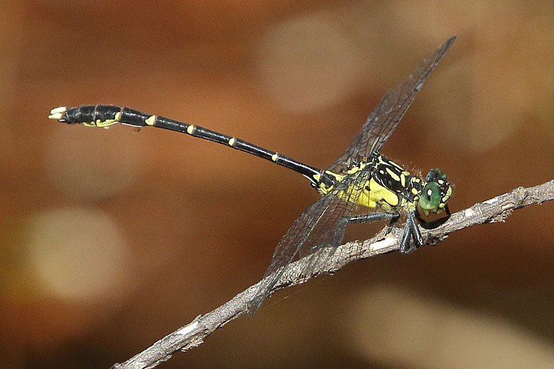 J19_2128 Hemigomphus cooloola male.JPG