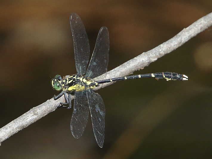 J19_2137 Hemigomphus cooloola male.JPG