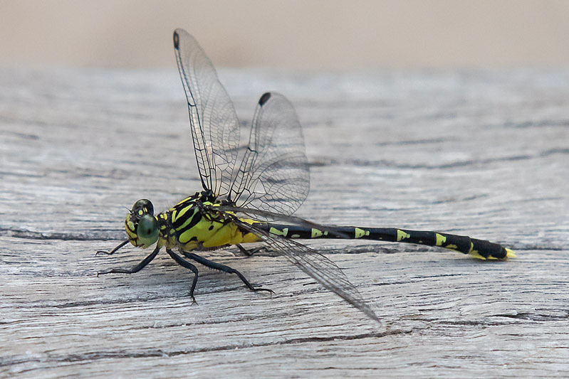 Hemigomphus heteroclytus female-2258.jpg