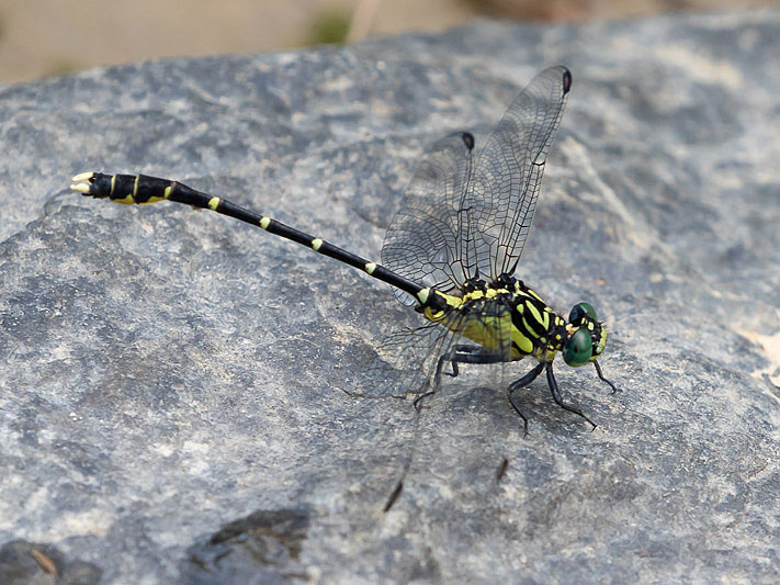 Hemigomphus heteroclytus male-1984.jpg