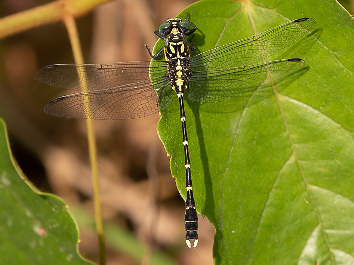 Hemigomphus heteroclytus male-1995.jpg