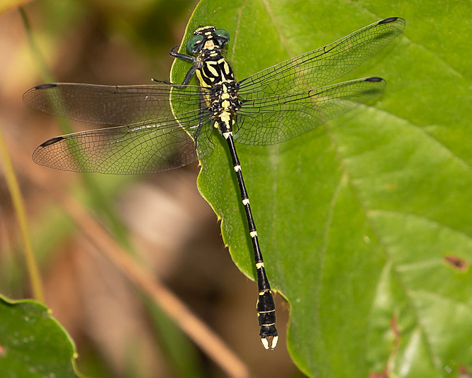 Hemigomphus heteroclytus male-1998.jpg