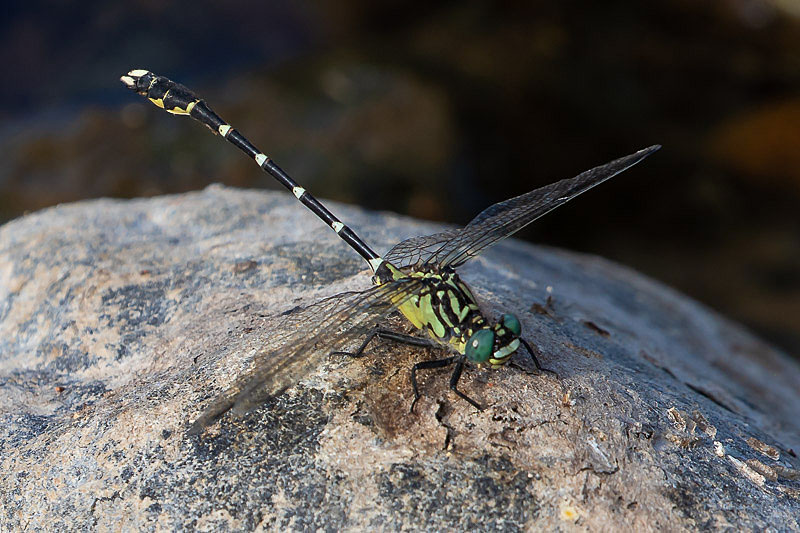 Hemigomphus heteroclytus male-2624.jpg