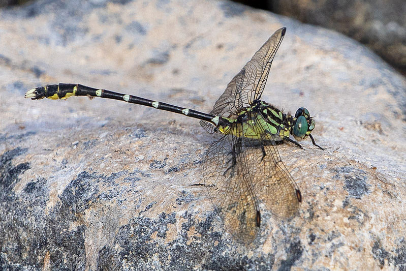 Hemigomphus heteroclytus male-2628.jpg