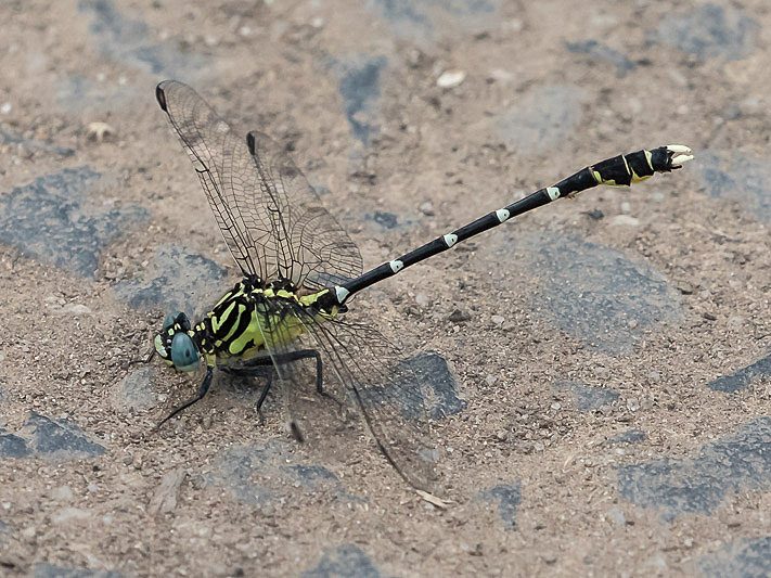 Hemigomphus heteroclytus male-2866.jpg