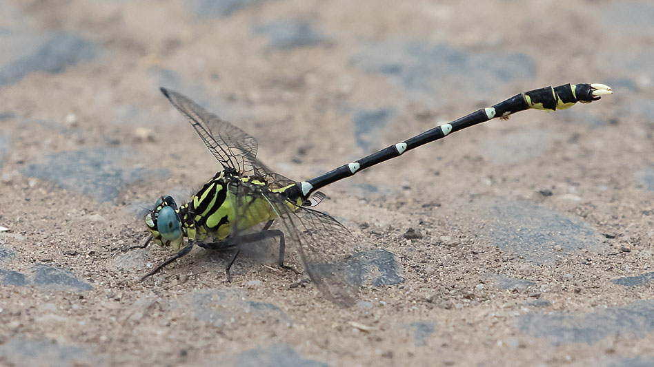 Hemigomphus heteroclytus male-2868.jpg