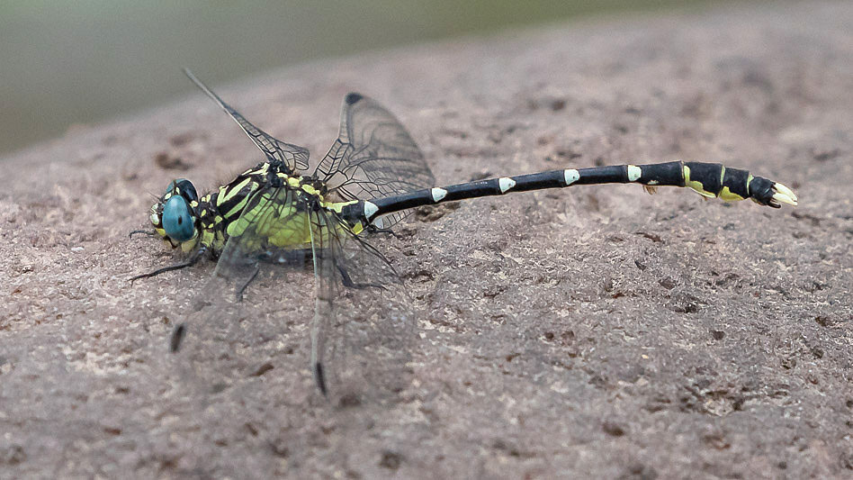 Hemigomphus heteroclytus male-2875.jpg