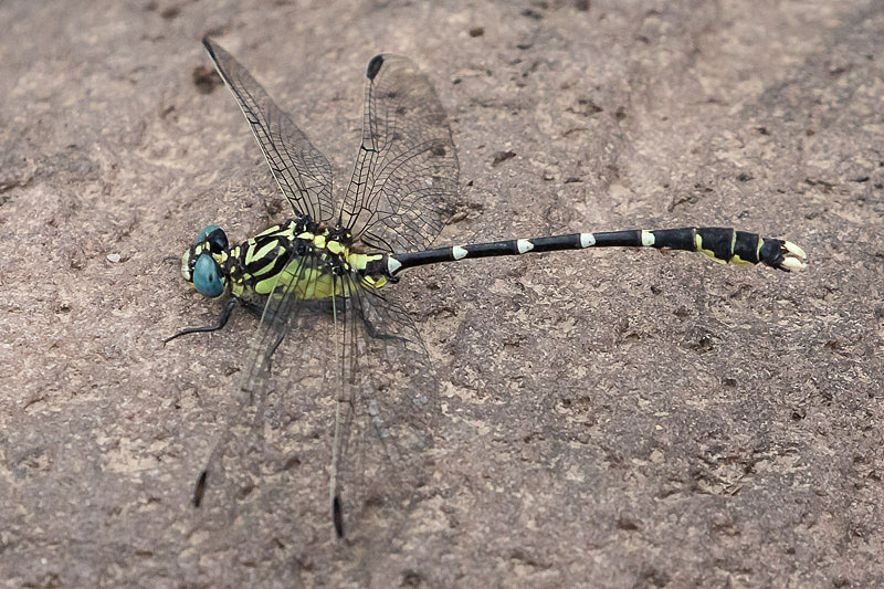 Hemigomphus heteroclytus male-2877.jpg