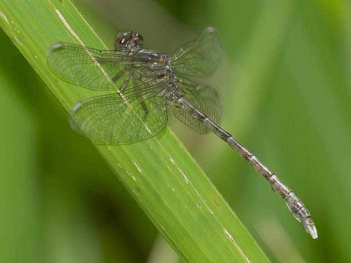 Hemigomphus theischingeri male-2.jpg