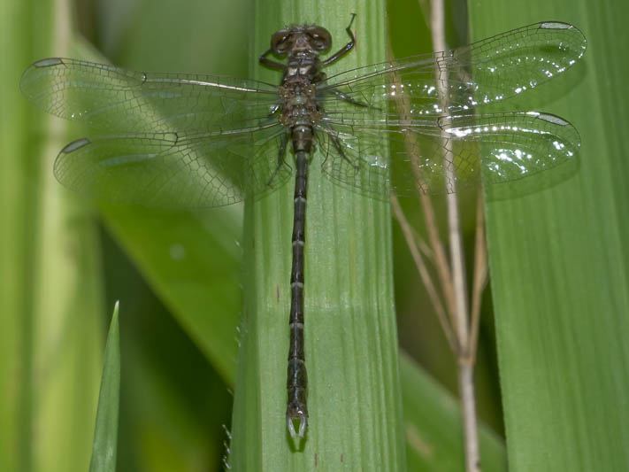 Hemigomphus theischingeri male-3.jpg