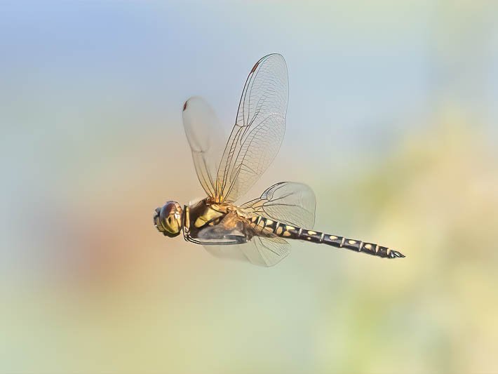 Hydrobasileus brevistylus male-1-2.jpg