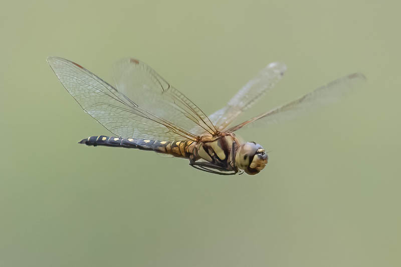 Hydrobasileus brevistylus male-1.jpg