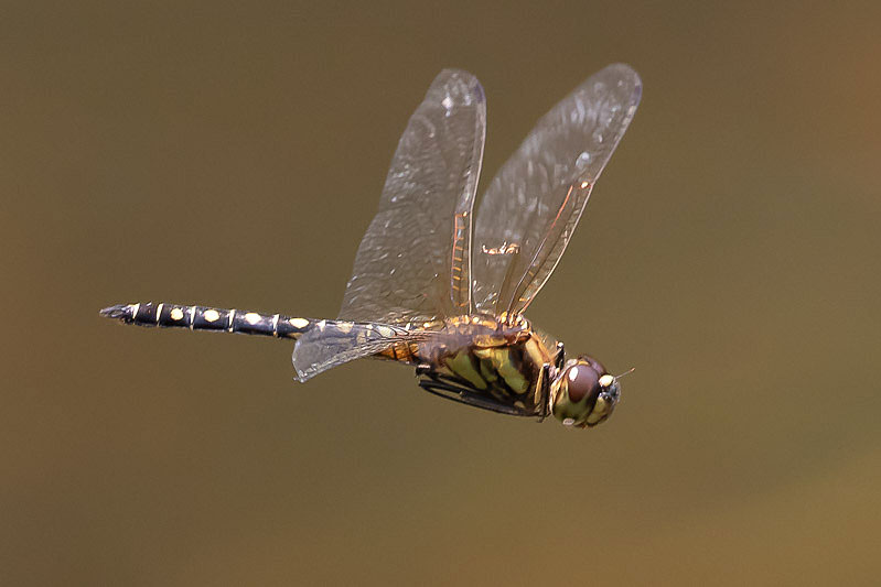 Hydrobasileus brevistylus male-1569.jpg