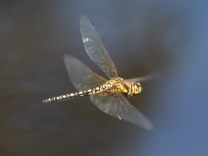 Hydrobasileus brevistylus male-3564.jpg