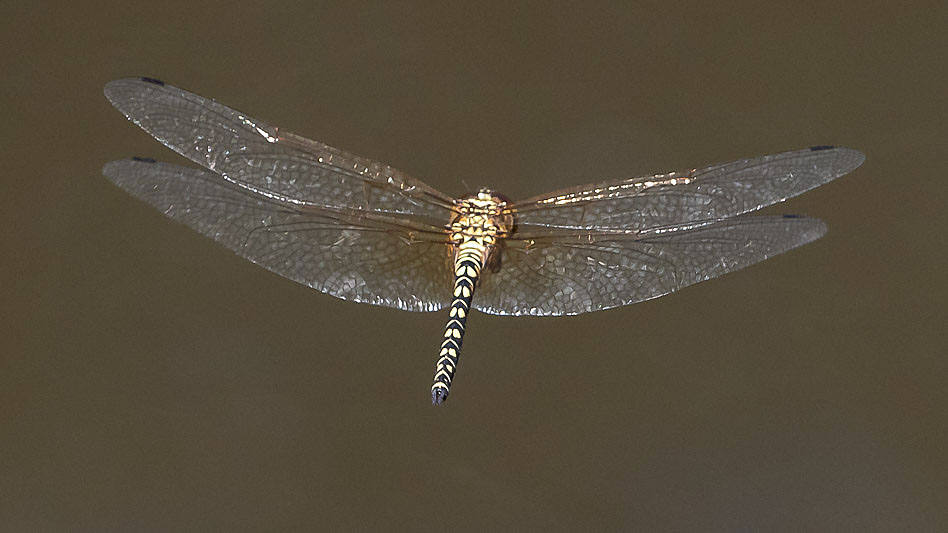 Hydrobasileus brevistylus male-3571.jpg