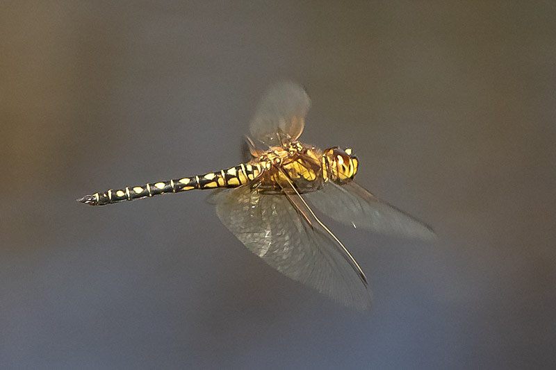 Hydrobasileus brevistylus male-3575.jpg