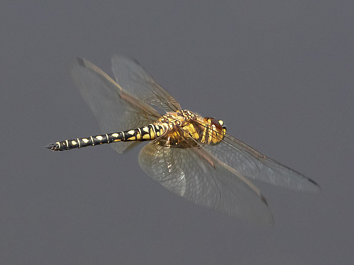 Hydrobasileus brevistylus male-3578.jpg