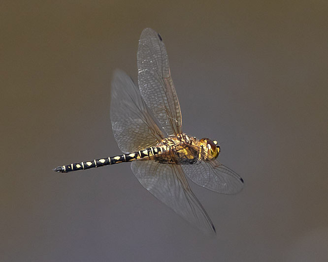 Hydrobasileus brevistylus male-3581.jpg