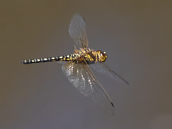 Hydrobasileus brevistylus male-3585.jpg