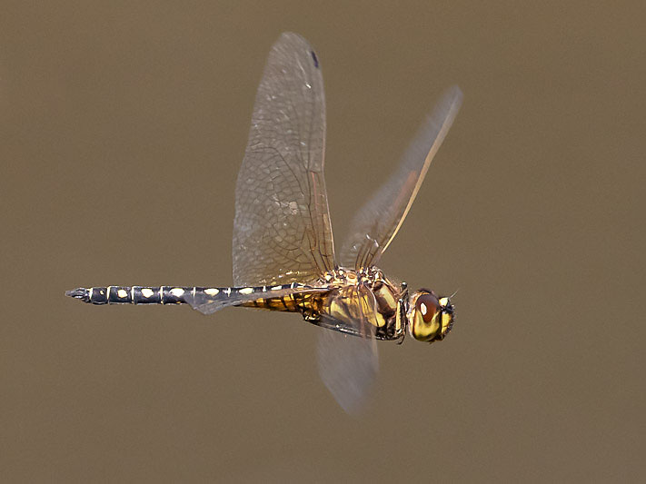 Hydrobasileus brevistylus male-3586.jpg