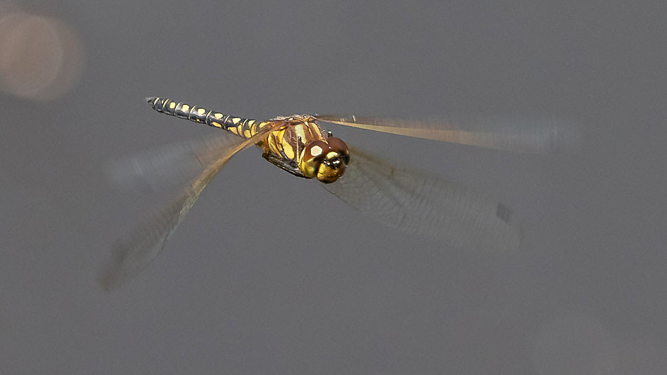 Hydrobasileus brevistylus male-3594.jpg