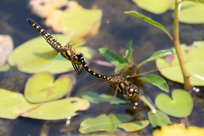 Hydrobasileus brevistylus tandem-1770.jpg