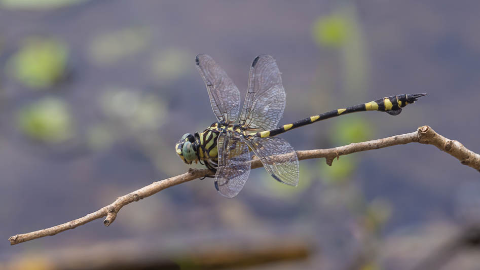 Ictinogomphus australis male-1.jpg