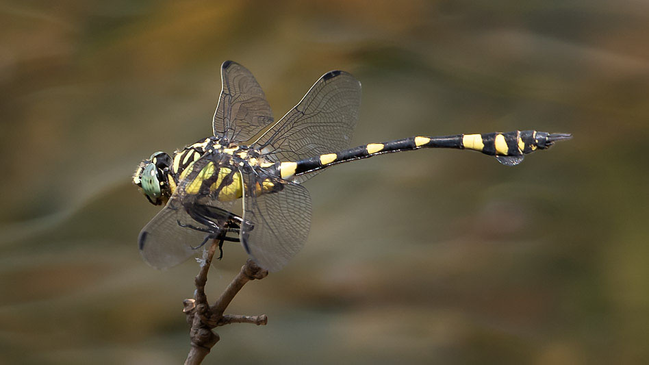 Ictinogomphus australis male-1512.jpg