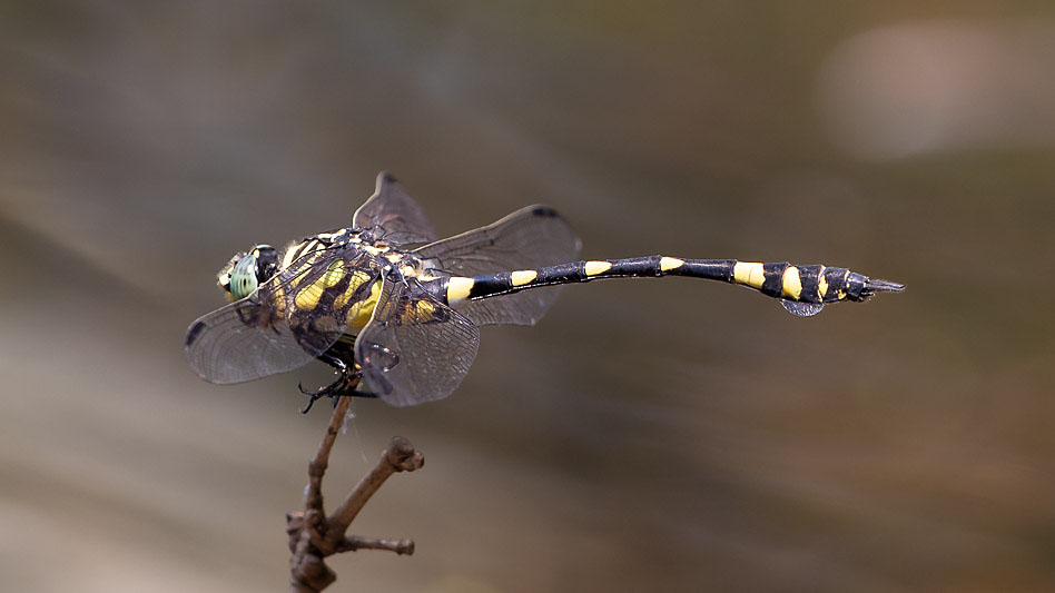 Ictinogomphus australis male-1518.jpg