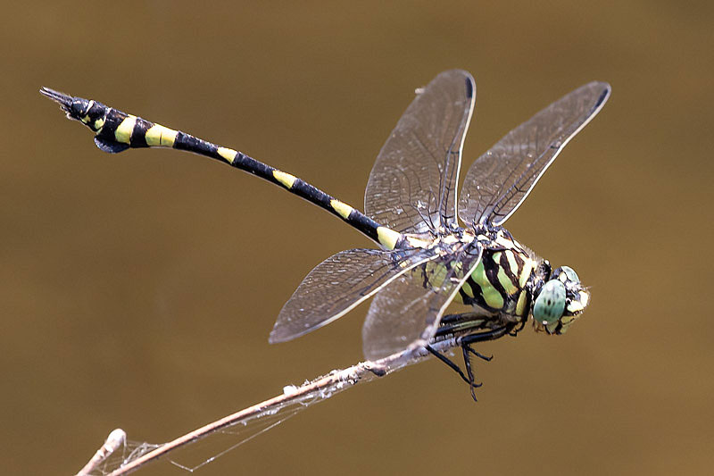 Ictinogomphus australis male-1578.jpg