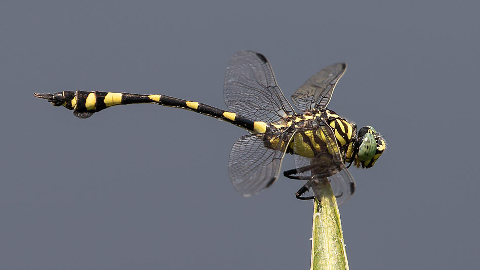 Ictinogomphus australis male-1622.jpg