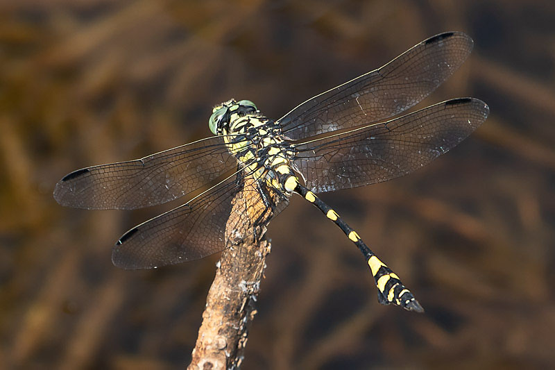 Ictinogomphus australis male-1716.jpg