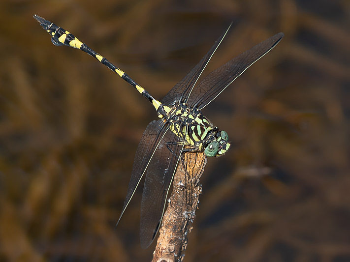 Ictinogomphus australis male-1719.jpg