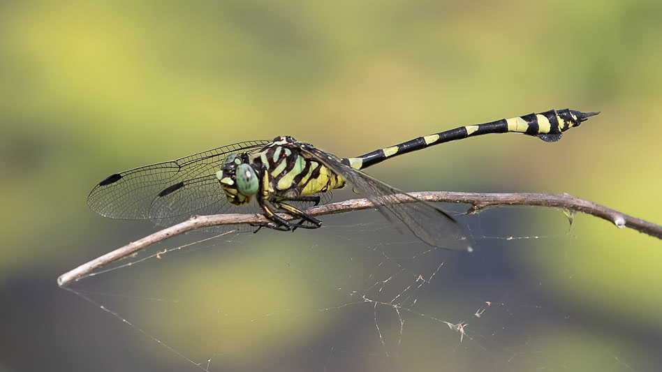 Ictinogomphus australis male-1769.jpg