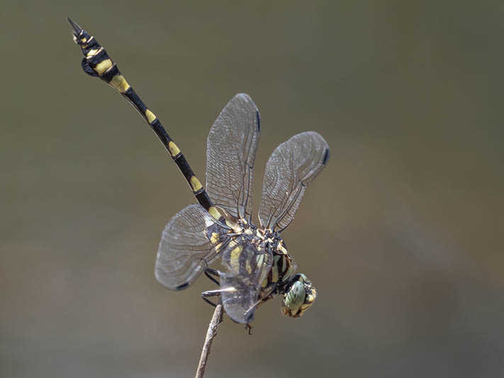 Ictinogomphus australis male-2.jpg