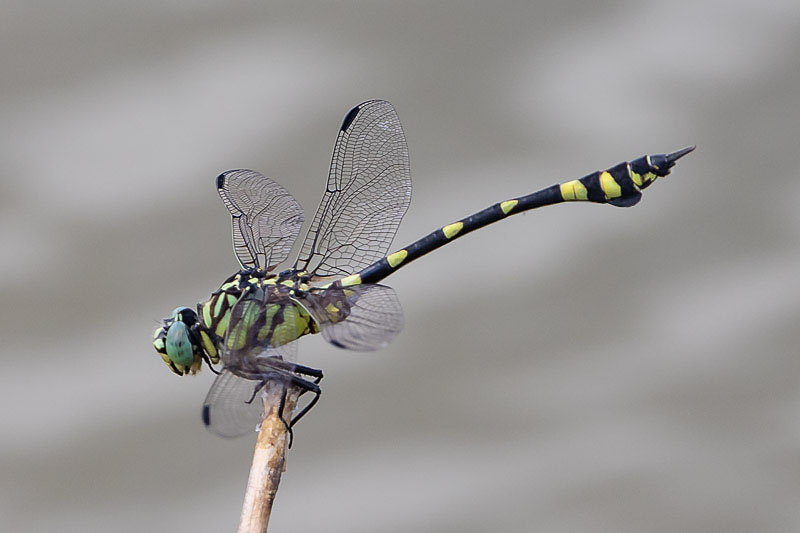 Ictinogomphus australis male-2204.jpg