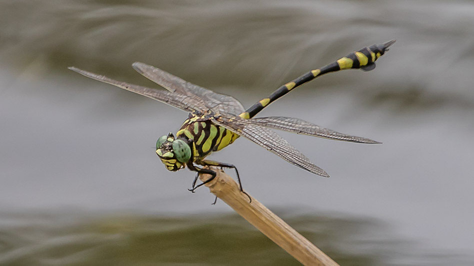 Ictinogomphus australis male-2659.jpg